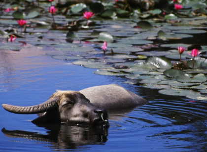 西表石垣国立公園内にある 約40万㎡の敷地を有する日本最南端のビーチリゾート 宿泊予約スタッフ募集