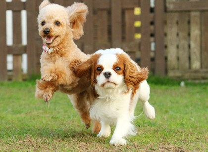 【通勤のお仕事です】【週1日勤務からOK】愛犬と宿泊できるホテルのフロント業務をおまかせします!車通勤OK