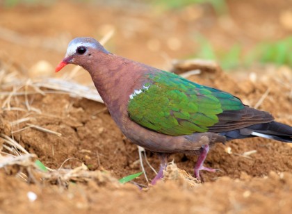 🌺宮古島の沖縄料理店で調理のお仕事🌺Wi-Fi・家具・家電完備の個室寮あり🏠✨引越し費用の負担あり