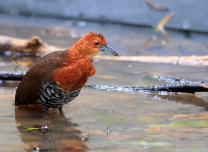 人気エリア・宮古島🌺極上リゾートホテルで副料理長のお仕事✨Wi-Fi・家具・家電完備の個室寮あり🏠✨引越し費用の負担あり