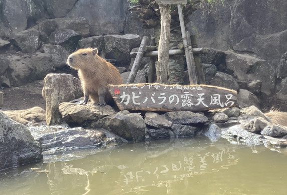 6/5以降~の募集です!【静岡・伊豆高原】日帰り温泉施設での受付・清掃スタッフ/アパートタイプの風呂・トイレ付きの個室寮/16時~25時までの通し勤務です!